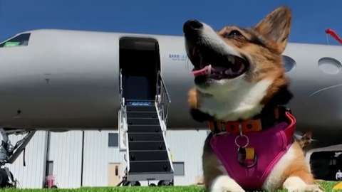(Video) Así es la primera aerolínea exclusiva para perros