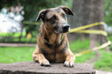 Adopción en Bogotá y Cundinamarca: estos animales buscan un hogar