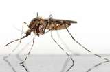 Encuentran el "mayor mosquito" del mundo, con 11 cm de envergadura, en China