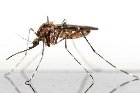 Encuentran el "mayor mosquito" del mundo, con 11 cm de envergadura, en China