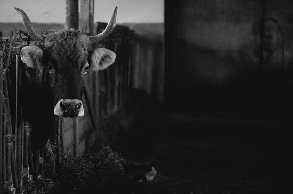 Este martes, en la sala de prensa del Senado, organizaciones animalistas radicarán un proyecto de ley para acabar con la exportación marítima de animales vivos para su producción y sacrificio. / Pixabay