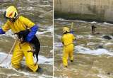 Bomberos rescatan a perrita atrapada en quebrada por fuertes lluvias en Medellín