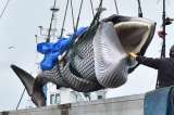Japón vuelve a cazar ballenas con fines comerciales tras 30 años de prohibición