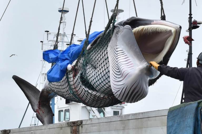 Japón vuelve a cazar ballenas con fines comerciales tras 30 años de prohibición