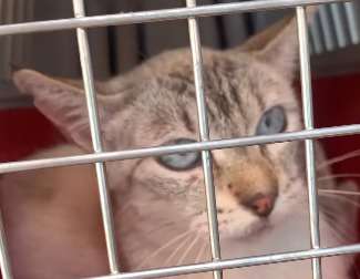 Tras cuatro años en refugio adoptan a Mika, pero la devuelven a los pocos días