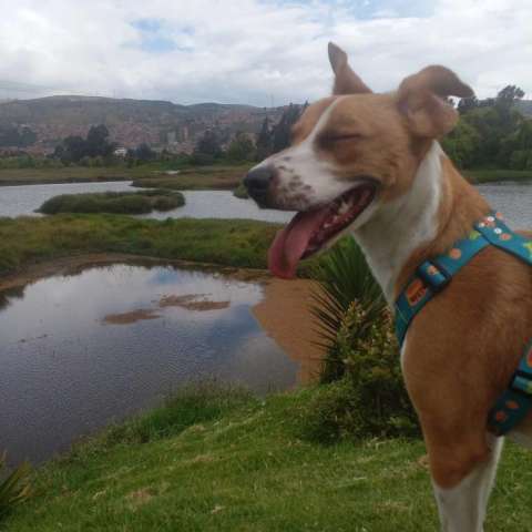 ¡Anímese y adopte! Estos perros y gatos buscan un nuevo hogar