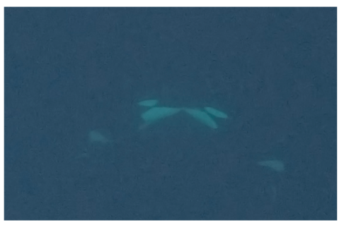 Por primera vez, graban este raro comportamiento en orcas en libertad