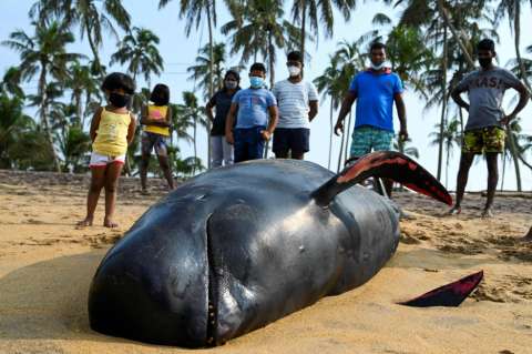 Encuentran unas 60 ballenas varadas en la costa de Sri Lanka