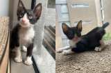 Gatito rescatado de un basurero en Barranquilla busca un hogar para siempre