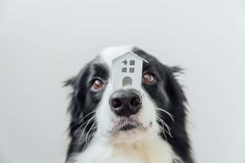 ¿Tiene mascotas y vive en un conjunto residencial? Esto es lo que puede y no puede hacer