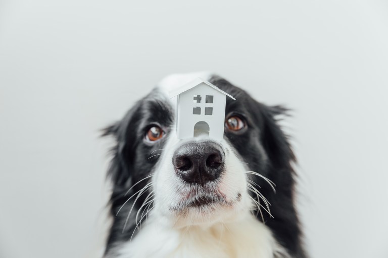 Seis cosas prohibidas para las mascotas en apartamentos, según la ley horizontal