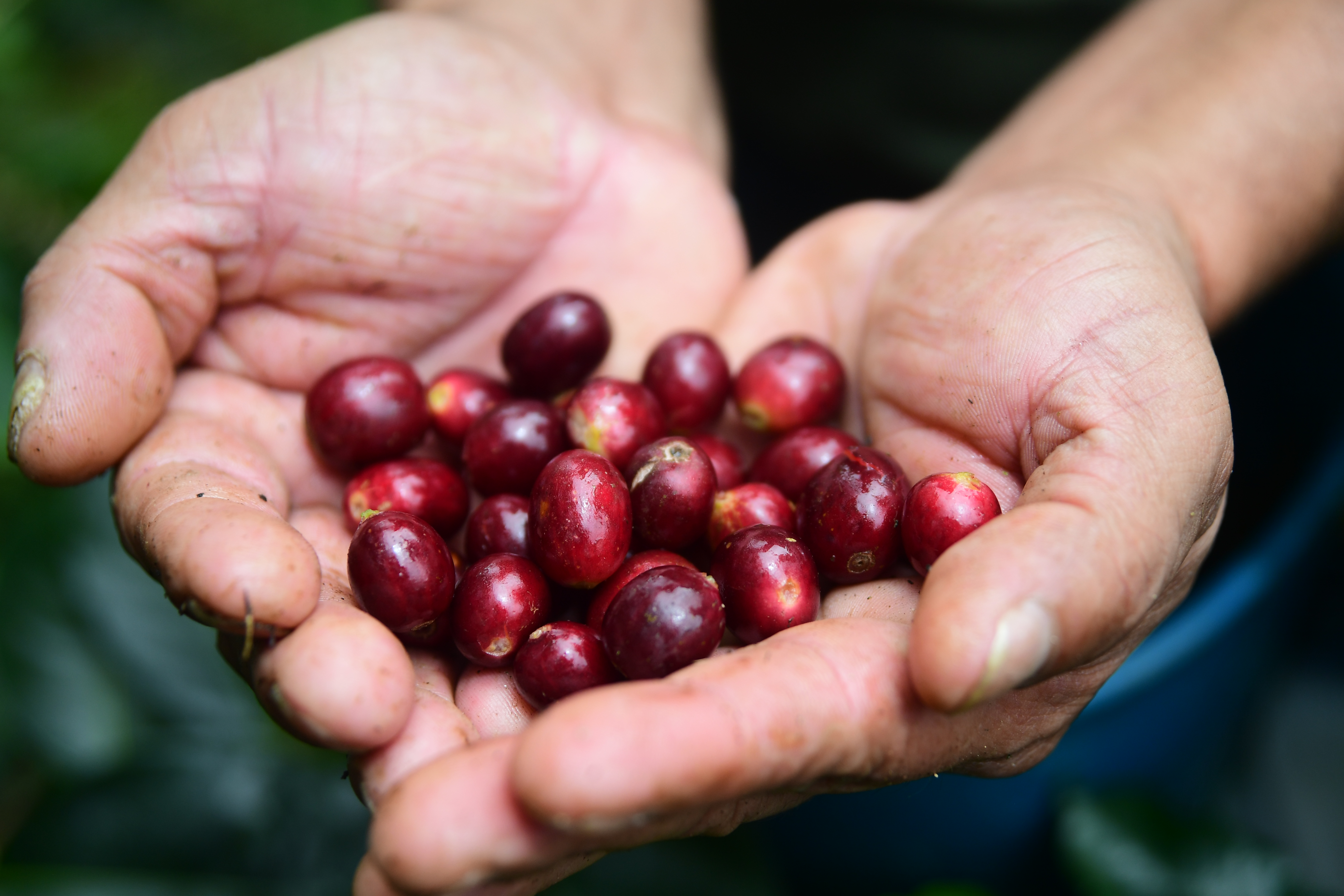 Cultivos y cosechas de café en Briceño Antioquia