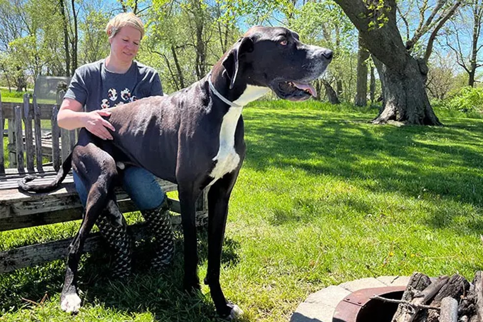 Kevin, el perro más alto del mundo, según Guinness World Records.
