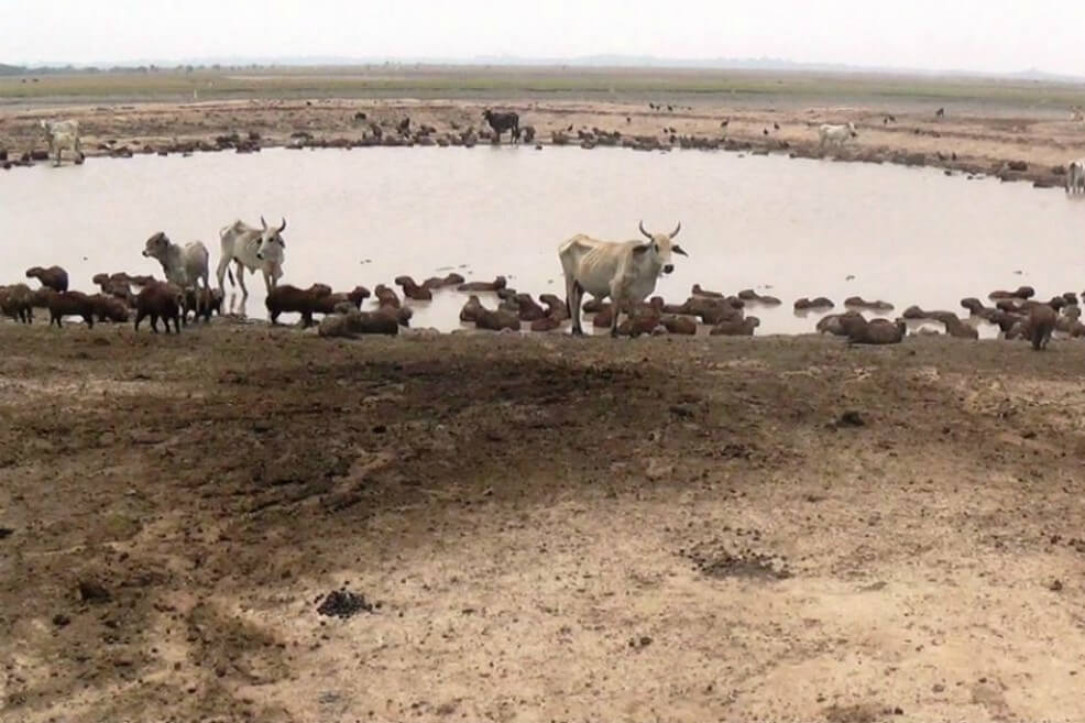 Imagen de referencia. / Cortesía Las Chivas del Llano.