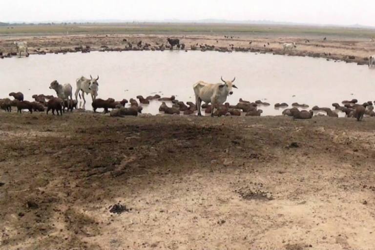 Banco Agrario apoyará a productores de la Orinoquía y la costa Caribe afectados por verano