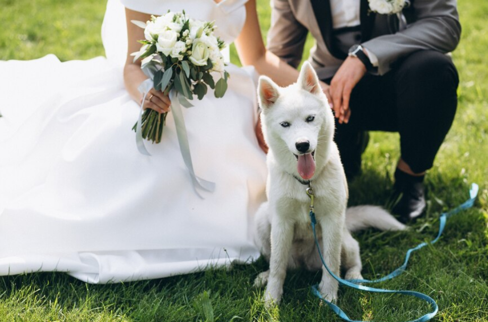 Las mascotas pueden ser testigos de bodas