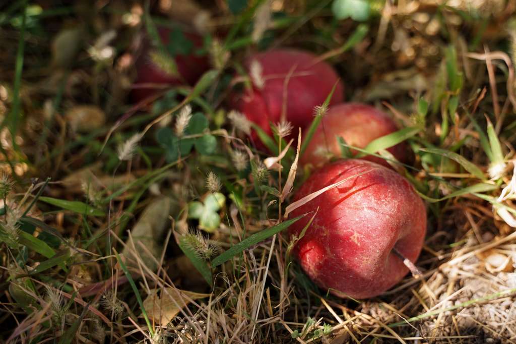 ¿Por qué las frutas se caen antes de madurar, qué significa y qué hacer?