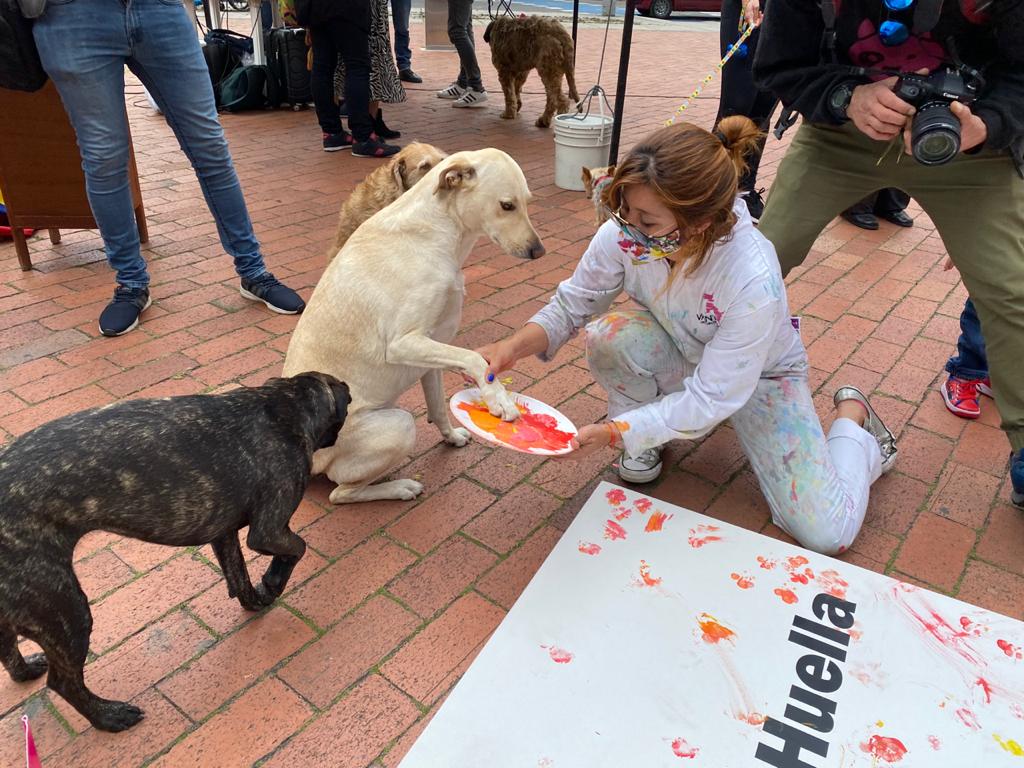 El Distrito invitó a todas las personas, grupos, colectivos, fundaciones y centros de atención veterinaria a postularse como candidatos al Consejo Local de Protección y Bienestar Animal.