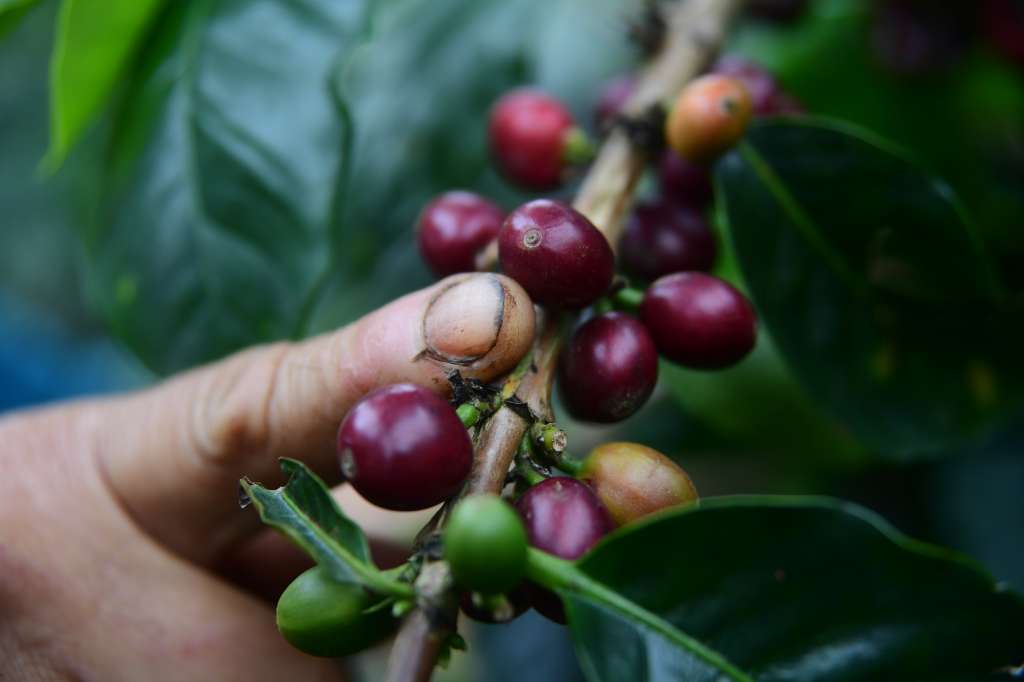 Cultivos y cosechas de café en Briceño Antioquia