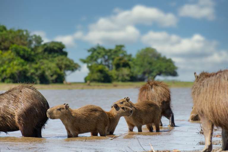 En Casanare son conscientes, desde hace varios años, de que la biodiversidad de sus territorios y la riqueza cultural de sus comunidades constituyen su ventaja competitiva. Muestra de ello es la Reserva Natural el Encanto de Guanapalo, en San Luis de Palenque.