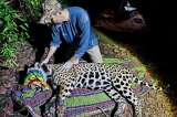 El récord que rompió un jaguar: recorrió más de 2.100 kilómetros por la Amazonía
