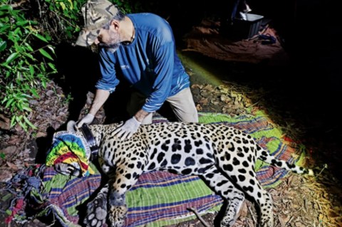 El récord que rompió un jaguar: recorrió más de 2.100 kilómetros por la Amazonía
