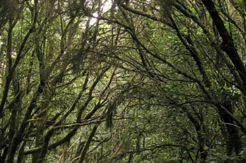 Los bosques más biodiversos son los más resistentes a las sequías