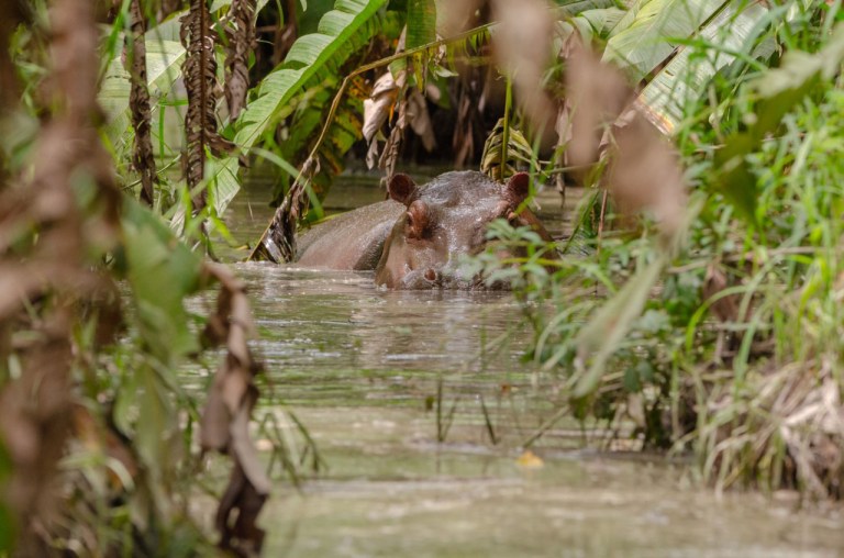 Hipopótamos en Colombia: el riesgo de tener de vecino a una especie invasora