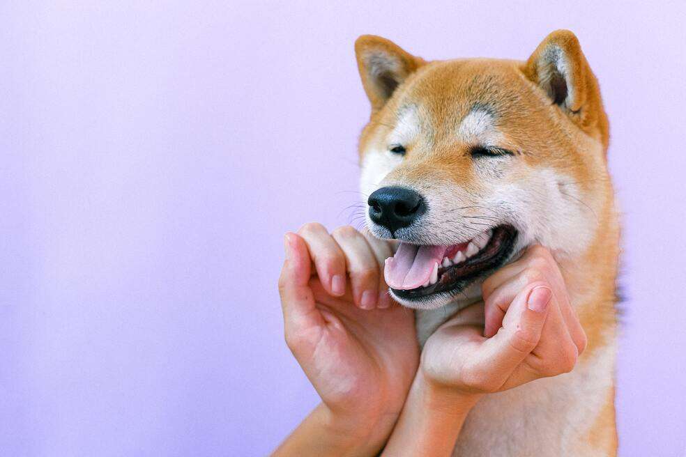 Cómo te agradecen los perros estas son algunas formas de hacerlo