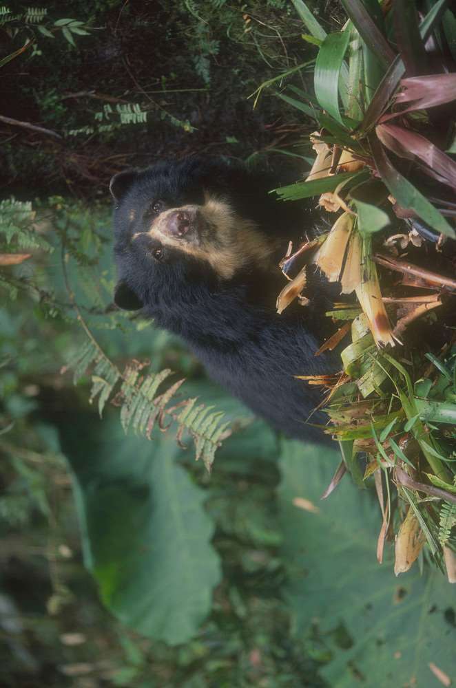 Osos de anteojos