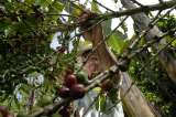 Producción de café en 2017 supera expectativas
