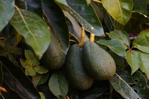 ¿Para qué sirven las hojas de aguacate? Propiedades, beneficios y usos comunes