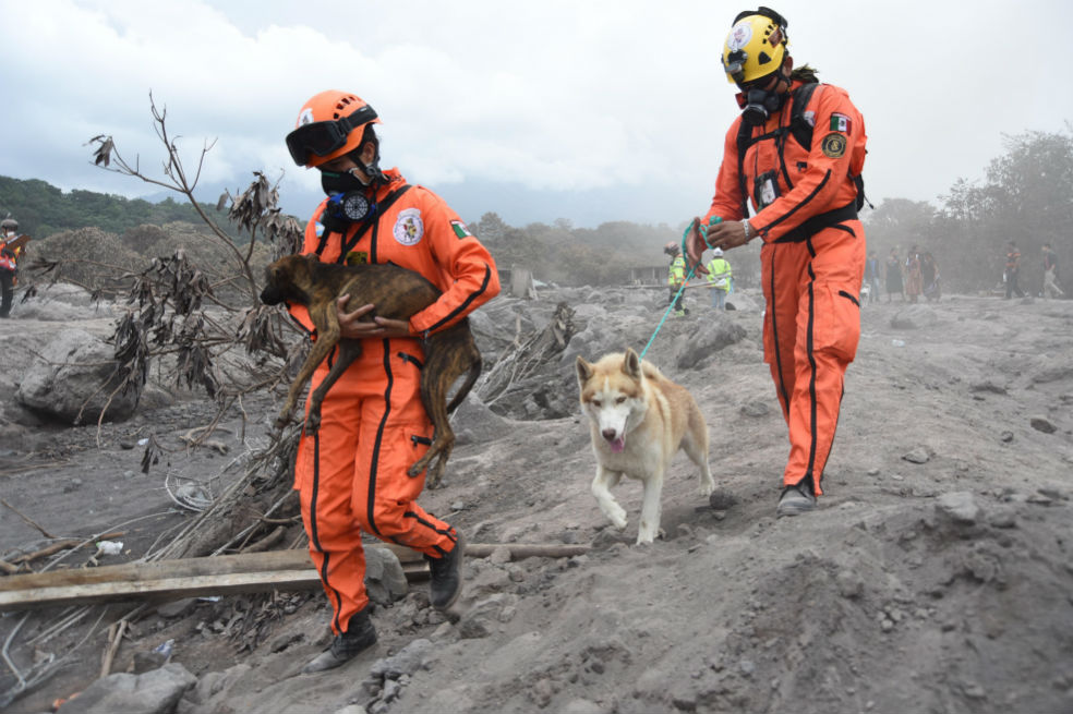 Perros ayudan a buscar sobrevivientes en Guatemala, pero también hay animales víctimas. / AFP