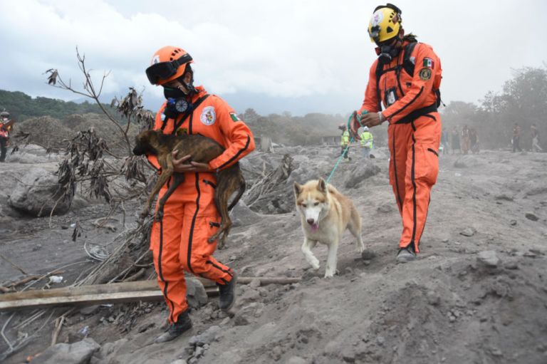 Al rescate de animales víctimas de la erupción en Guatemala