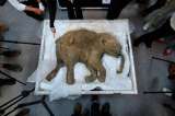Polémico científico surcoreano busca clonar un mamut
