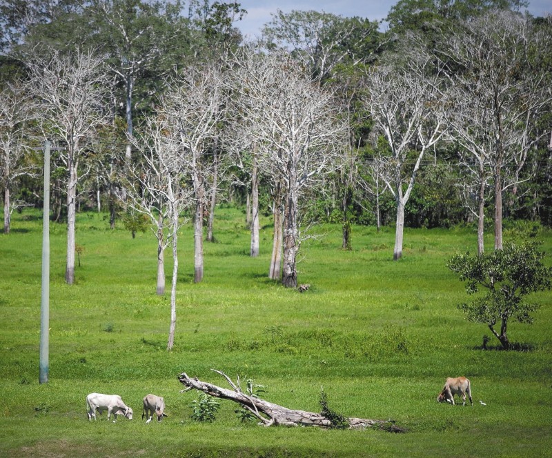 BRA105. AMAZONIA (BRASIL), 10/07/2016.- FotografÌa del 6 de julio de 2016 de ganado criado junto al rÌo Amazonas, en Brasil. La pobreza del norte de Brasil es un problema con dÈcadas de historia y, pese al reclamo turÌstico que tiene la regiÛn del Amazonas, no llega el momento de recibir ayudas del exterior. Por eso, sus habitantes optan cada vez m·s por el emprendimiento social para generar un impacto positivo general. EFE/Fernando Bizerra Jr.