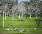 El ganado acorrala a la Amazonia