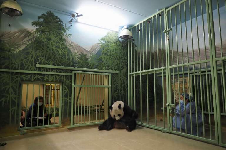 Panda