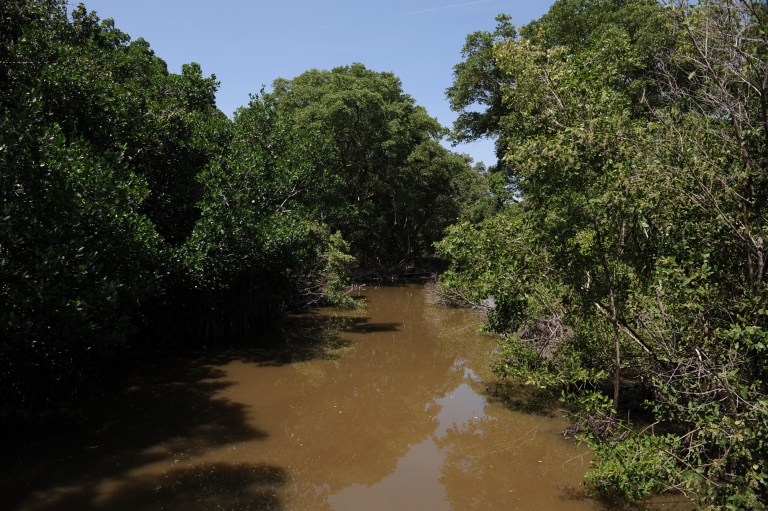 Colombia lanza proyecto para recuperar la Ciénaga Grande de Santa Marta