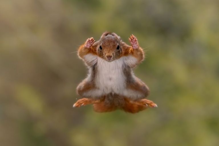Estas son algunas de las fotografías que muestran el lado divertido de la naturaleza