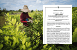 Gobierno pagará un salario mínimo a familias de Catatumbo que sustituyan cultivos de coca
