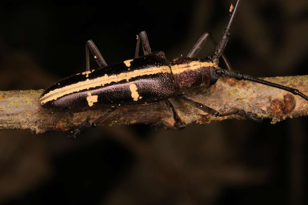 Individuo de la especie Taeniotes inquinatus sobre un tronco.