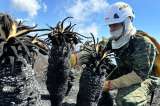 Incendios forestales: Minambiente insiste en que no es momento de restaurar