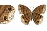 Nueva especie de mariposa descubierta en una zona exclusiva del conflicto armado fue bautizada "paz"