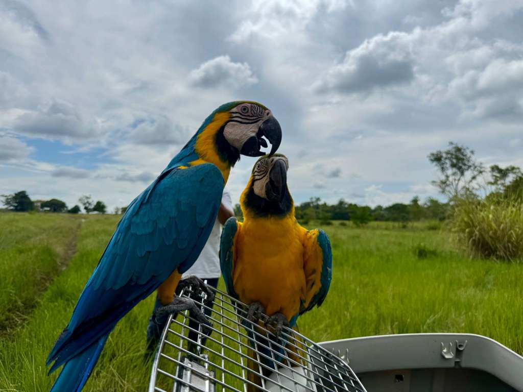 El tráfico de fauna es uno de los flagelos ambientales de mayor impacto en Colombia.