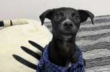 Aria creyó haber encontrado un hogar, pero regresó al refugio a sus seis meses: ¿qué pasó?