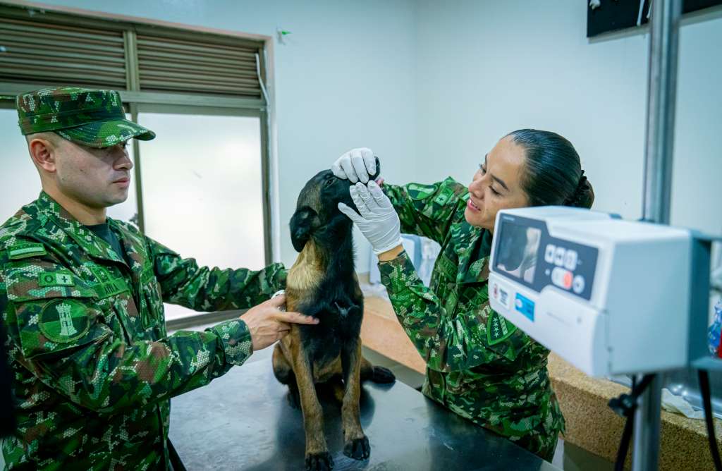 Los héroes de cuatro patas del Ejército colombiano que han salvado más de 28.000 vidas