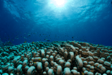 Así hallaron la colonia de coral más grande descubierta en el planeta