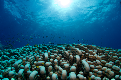 Así hallaron la colonia de coral más grande descubierta en el planeta