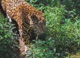 Una guía para conocer las metas globales de nuestra biodiversidad
